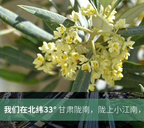 武都的氣候、土壤等與地中海沿岸極其相似，同處于世界頂級(jí)油橄欖黃金生產(chǎn)帶（32°58--33°36）年平均氣溫為14.7°，年日照時(shí)數(shù)1911..